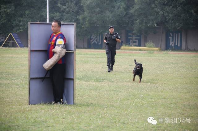 位于大兴团河的北京市公安局警犬基地,数百条警犬生活在这里.