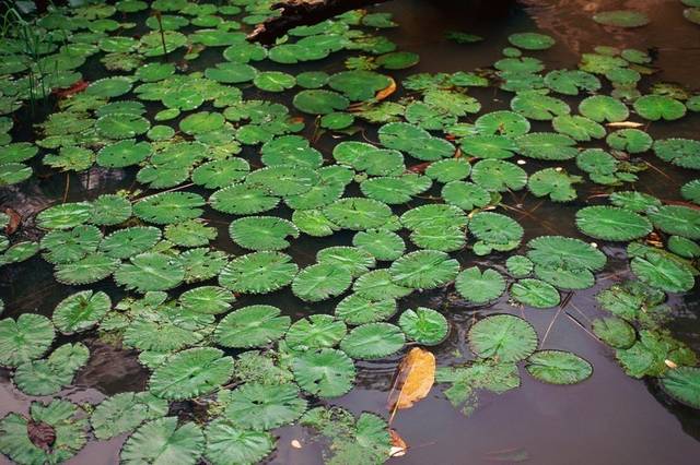 浮水植物〕(floating plant)也称浮叶植物,生于浅水中,叶浮于水面