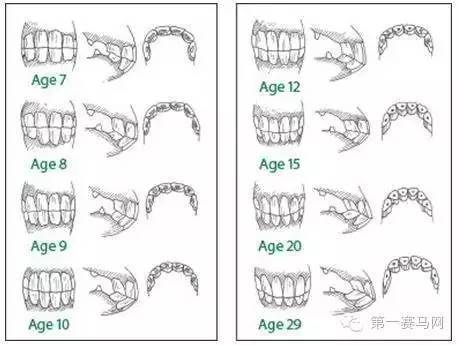 通过牙齿法辨识马匹的年龄的基本科学原 理就是依据切齿的发生,脱换及