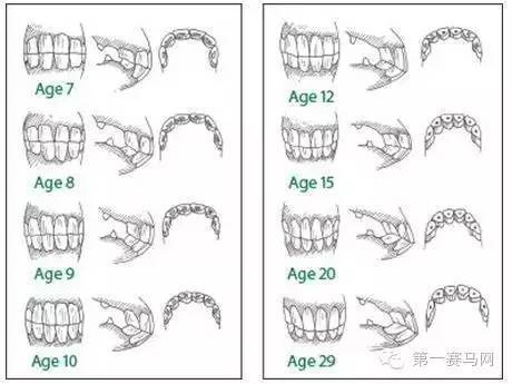 通过牙齿法辨识马匹的年龄的基本科学原 理就是依据切齿的发生,脱换
