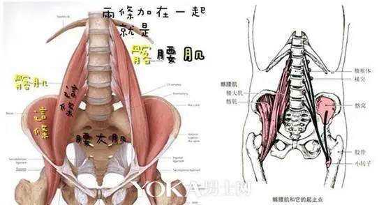 腰痛为何处理髂腰肌