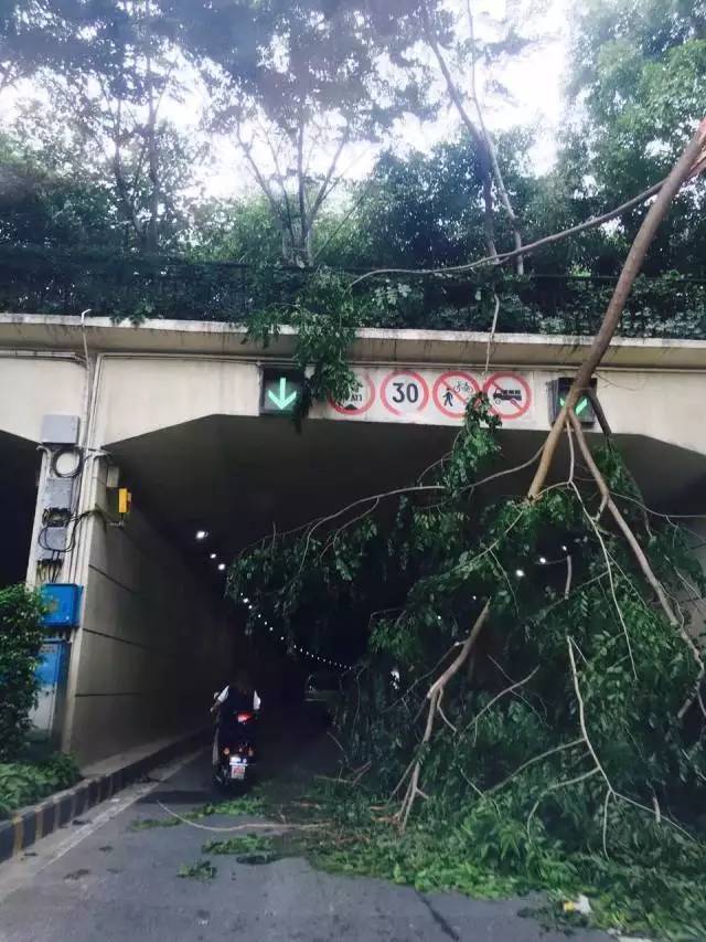 福州淹,厦门惨,泉州网红断,超强台风莫兰蒂虐遍各地!