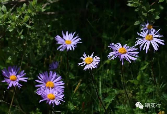 红原大草原和夹金山的高原野花(上)