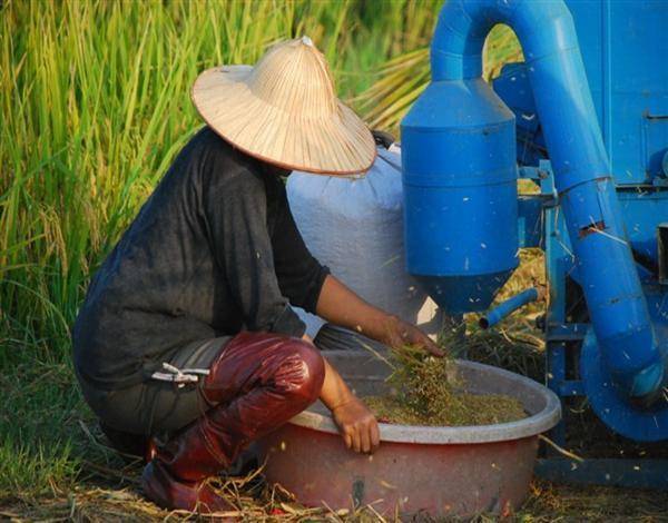 农村打稻子的季节到了,你见过几种打稻子的方法?