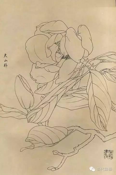 白描画百花图谱大全