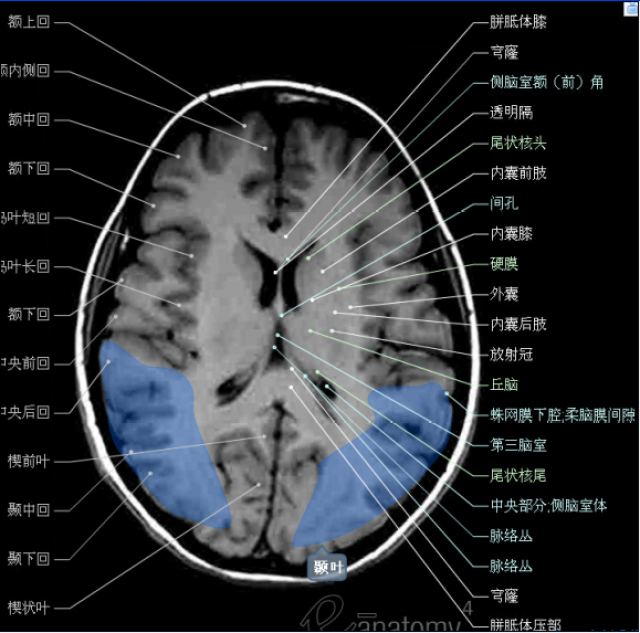大集合!颅脑轴向结构解剖图