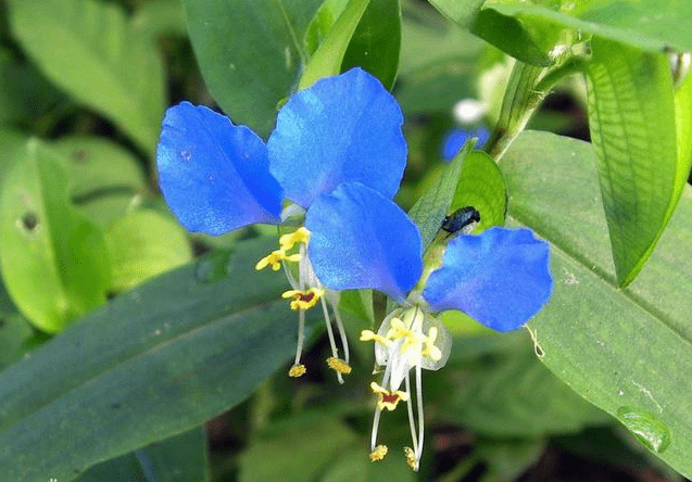 芦根竹叶淡竹叶,青葙栀子决明子