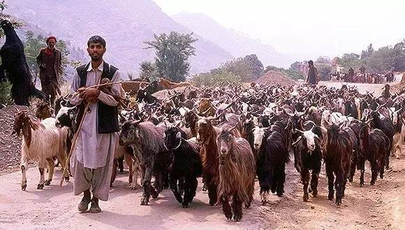 游牧民族克什米尔牧羊人