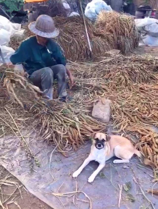 爷爷奶奶生活在农村 自己做饭种地很幸福