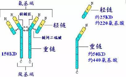 即:由二条相同的分子量较小的肽链(轻链)和二条相同的分子量较大的