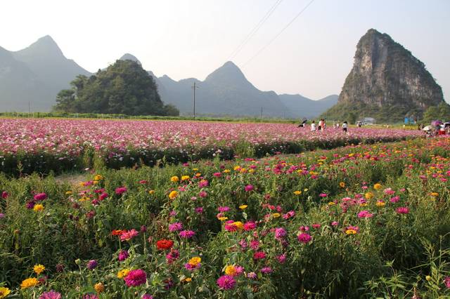 桂林市区,发现一遍花海,太漂亮了