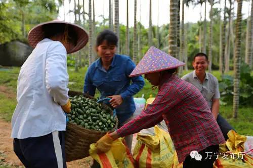 槟榔种植户摘下槟榔装袋出售