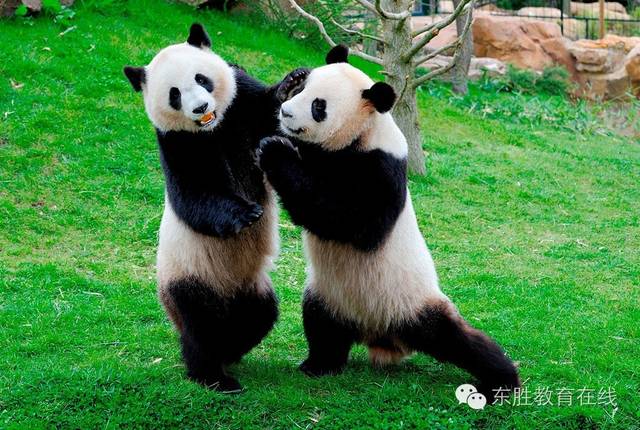 涨姿势|野生动物园的熊猫长啥样,小编带您抢先看