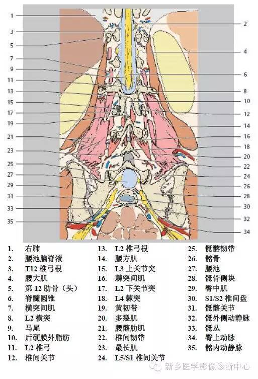 史上最详细的腰椎解剖图,推荐收藏!