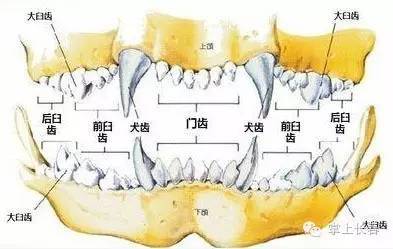 我们辨别狗狗月龄,主要是通过狗牙齿的生长情况判断.