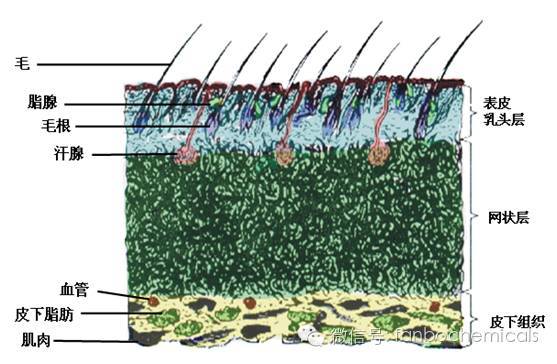 真皮的网状层和乳头层_手机搜狐网