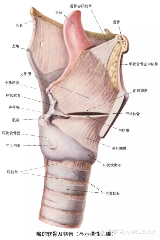 高清人体器官解剖图,难得一见