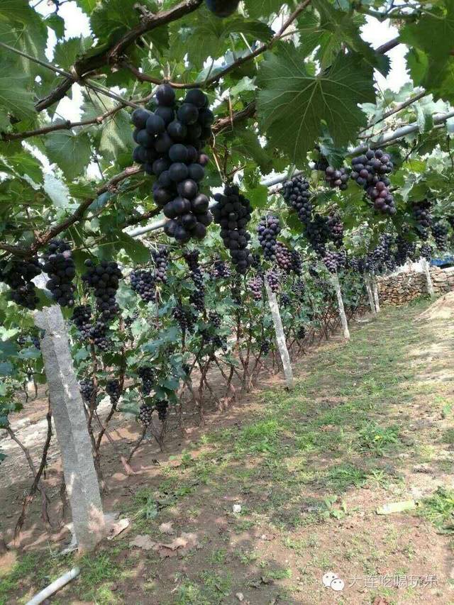 【美食团购】熊岳镇头道河巨峰葡萄,市场买不到的好葡萄!血好吃!