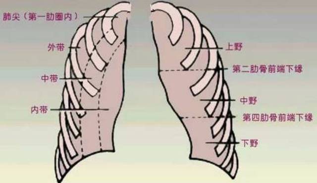 肺野划分示意图