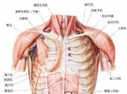 基础瑜伽解剖学(九)肌肉,肌腱,韧带解剖学3