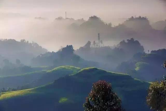 1, 中国最美茶园雅安名山 牛碾坪