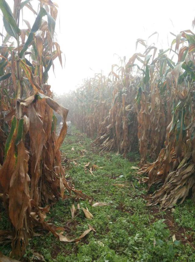 亲身体验:国庆回农村收玉米纪实