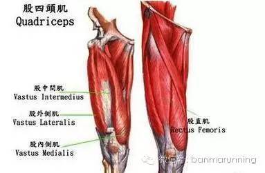 股四头肌 解剖结构及组织功能  解剖结构 股四头肌由股直肌,股中肌