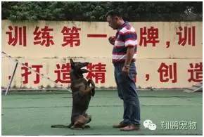 流浪犬插班翔鹏宠物警犬训练学校成"高才生"破吉尼斯世界纪录