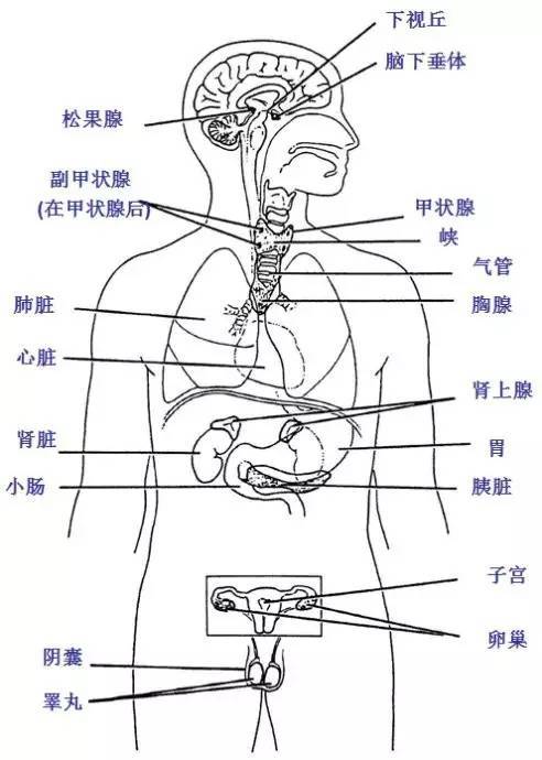 基础瑜伽解剖学十三 |内分泌与淋巴系统