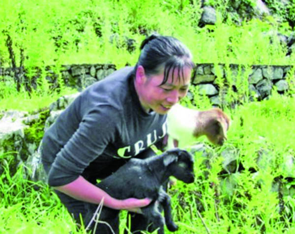 茶马镇镇长田志敬曾在大田乡分管种草养羊,姜仕坤常向他取经.