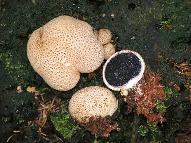 菌菇界的著名喷子,趁着未成年,赶紧吃掉它!