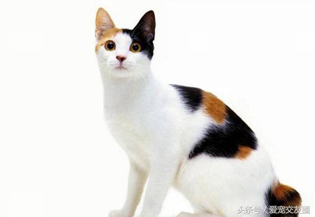 招财猫的原型,吊眼梢,稳重大方优雅华贵的日本喵