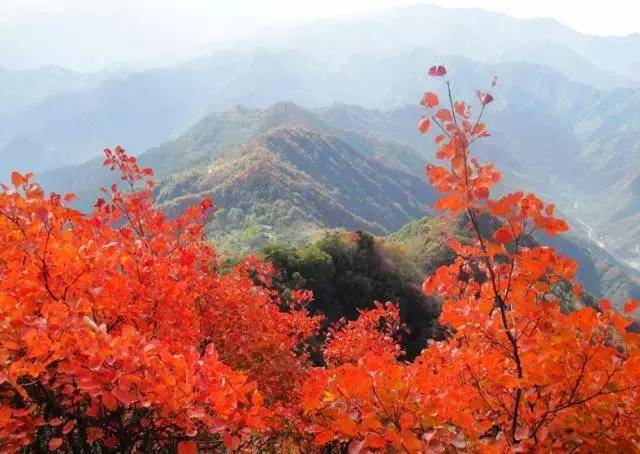 观赏红叶最好选择一个霜降时节上山.