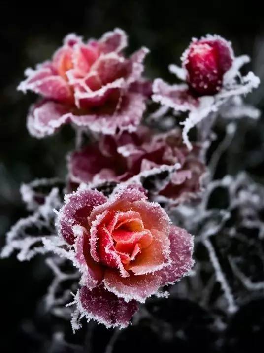 开在冰雪里的花儿,比天山雪莲更加震撼