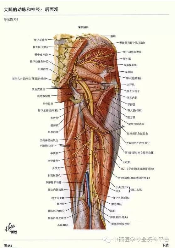 这个下肢解剖图谱,简直完美!