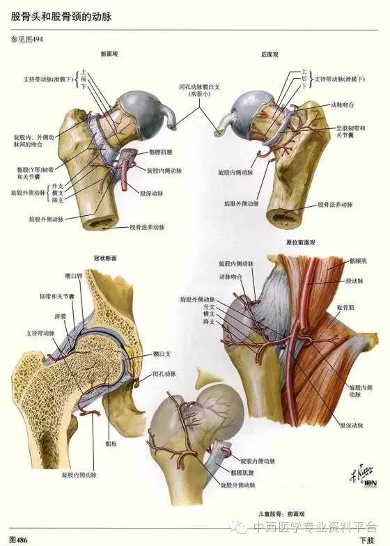 这个下肢解剖图谱,简直完美!