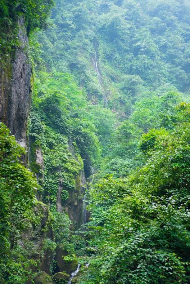 原始森林里的工厂,凡是去过都被美呆了,农夫山泉邀你寻源峨眉山