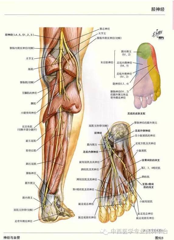 这个下肢解剖图谱,简直完美!