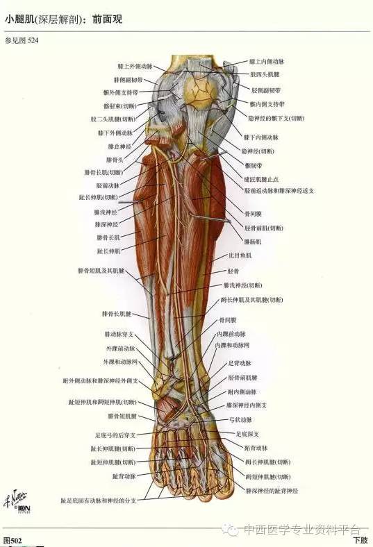 这个下肢解剖图谱,简直完美!