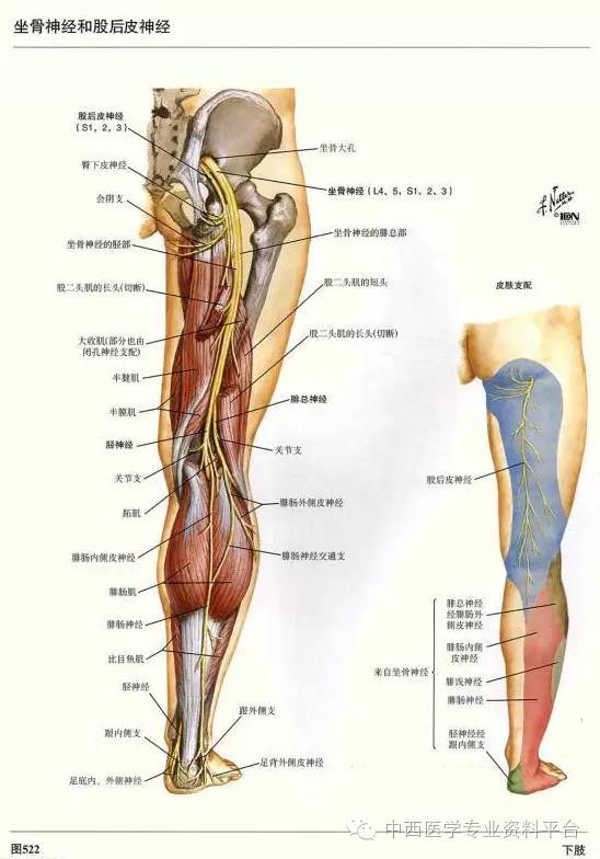 这个下肢解剖图谱,简直完美!