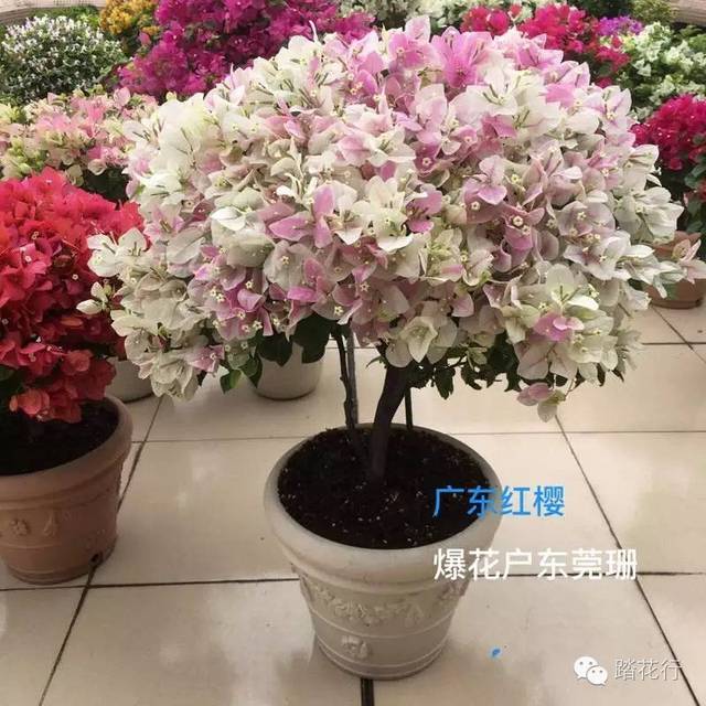 爆花户东莞珊晒三,宝,蒙娜丽莎红,冰淇淋多奶油,新加坡大宫粉,暗斑