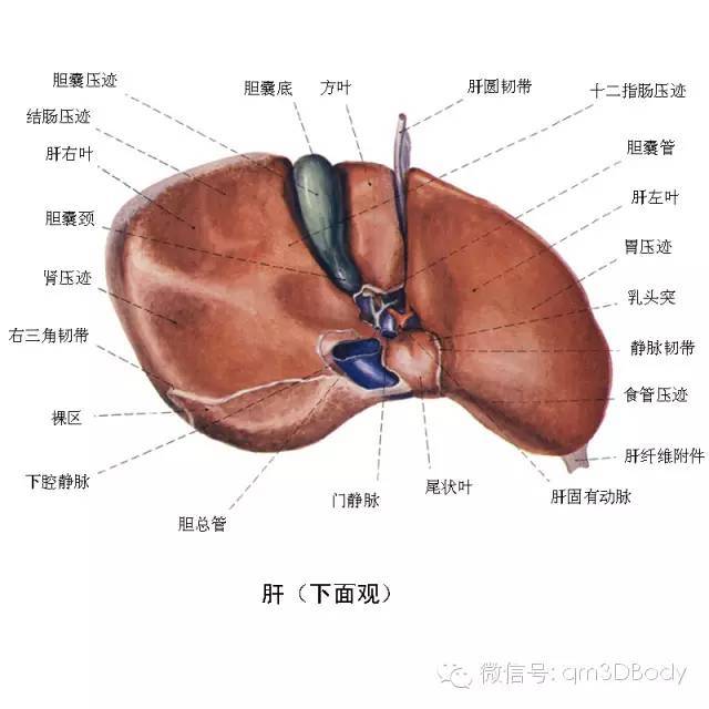 高清人体器官解剖图,难得一见