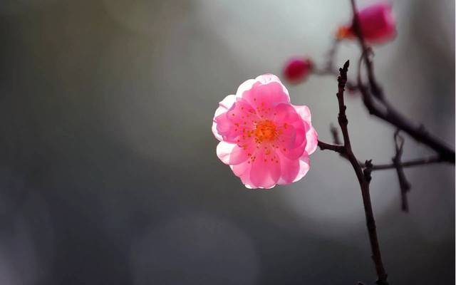 梅花泥土猜成语_泥土卡通图片