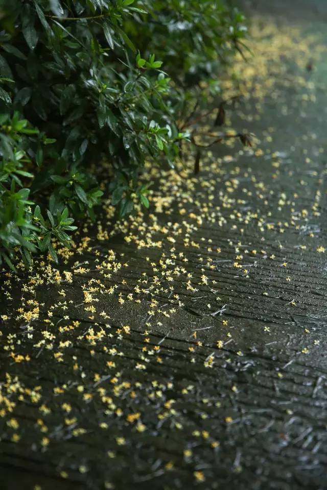 一场桂花雨满城尽飘桂花香