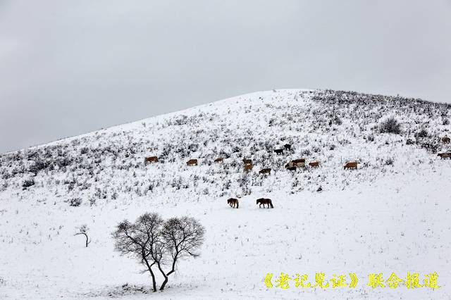 十一国庆亲历草原暴风雪