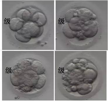 胚胎评分与成功率的关系