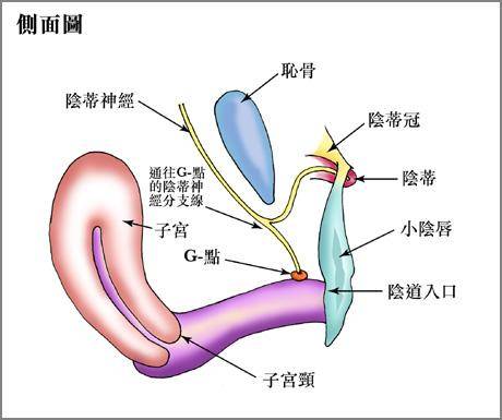 上环是什么原理放在什么地方_上环是什么原理图片(3)