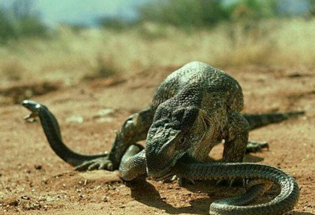 巨型蜥蜴大战蟒蛇,像吃面条一样把蛇给吞了下去!