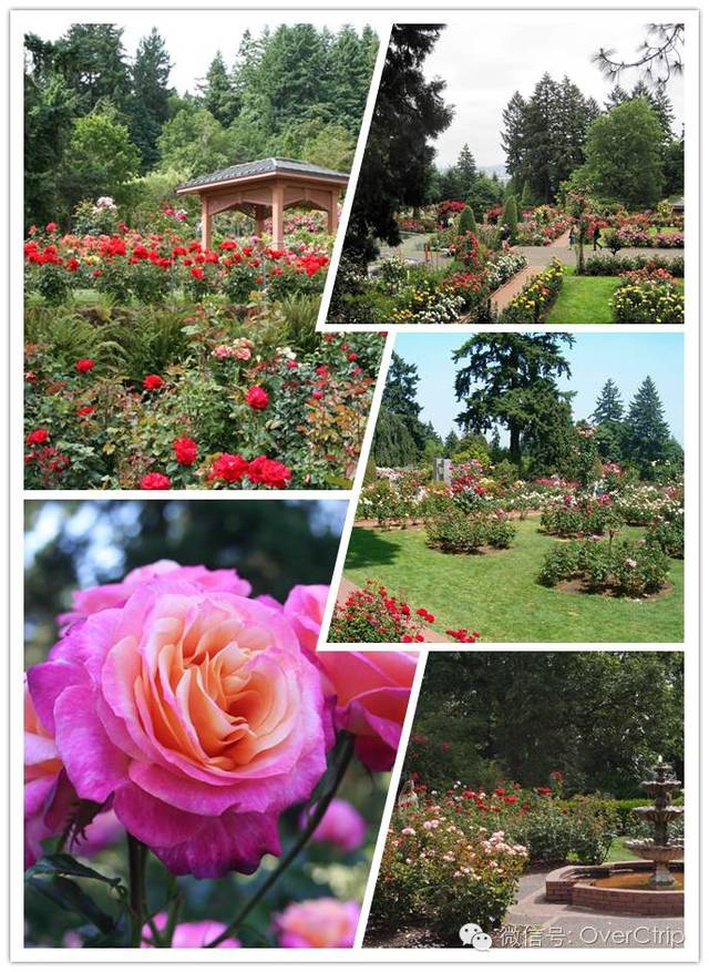在波特兰西面的山腰上有一座美丽的玫瑰花园.