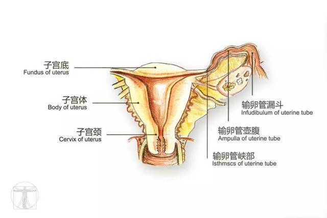 中大图志 | 医学人体解剖手绘:科学与艺术交织的生命真实